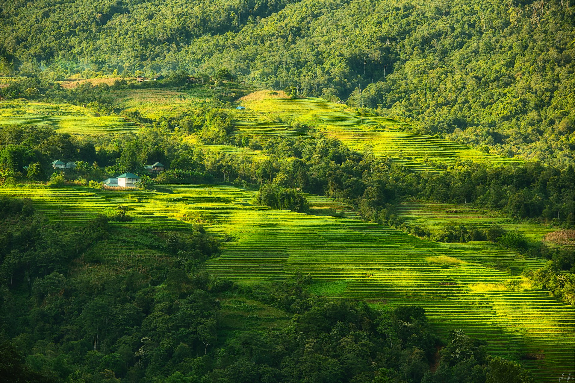 Reisfelder in den Bergen Vietnams – Symbol für Natur und Landwirtschaft